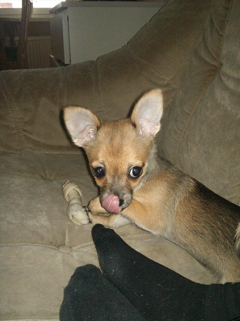 Blanding af racer Chihuahua/Pomeranian Holly (Holsen) - mmh ELSKER bare kødben :D  billede 8