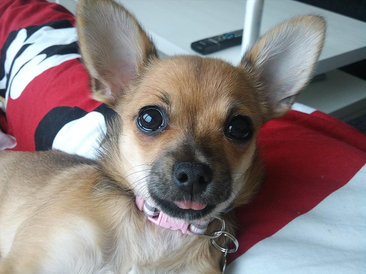 Blanding af racer Chihuahua/Pomeranian Holly (Holsen) - se hvad jeg kan moar....  billede 5