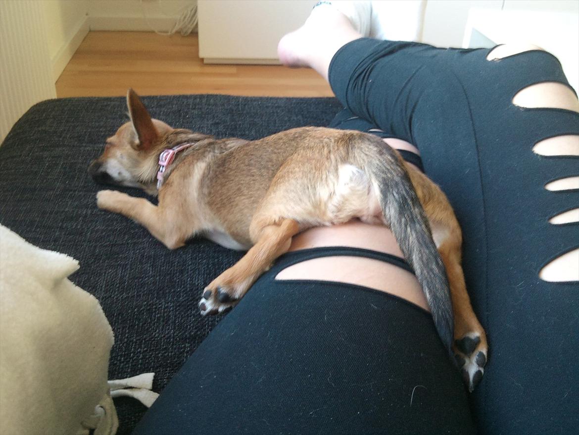 Blanding af racer Chihuahua/Pomeranian Holly (Holsen) - puuha jeg blev godt nok træt, efter at ha været i hundeskov og legede med alle mine venner ;) billede 9