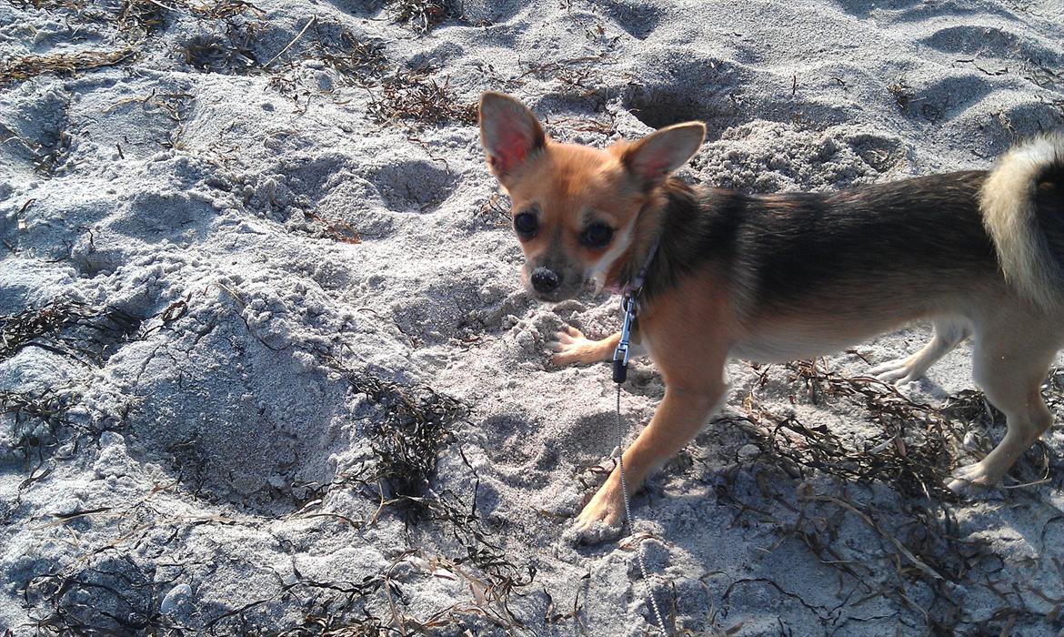 Blanding af racer Chihuahua/Pomeranian Holly (Holsen) - første gang jeg var på stranden, det var godt nok noget mærkeligt noget at gå på, men det var dejligt nemt at grave i :D  billede 10