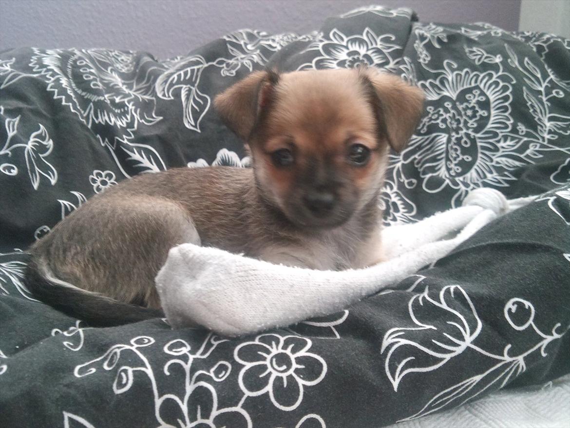 Blanding af racer Chihuahua/Pomeranian Holly (Holsen) - som i kan se var jeg kun en lille hvalp, og havde stadig hænge ører :)  billede 11