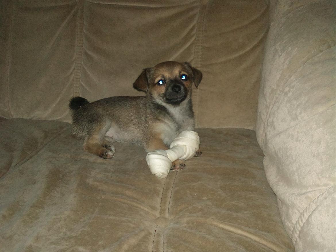Blanding af racer Chihuahua/Pomeranian Holly (Holsen) - første gang jeg så et kødben, det var et mini-kødben. men det var osse stort nok til mig :) billede 12