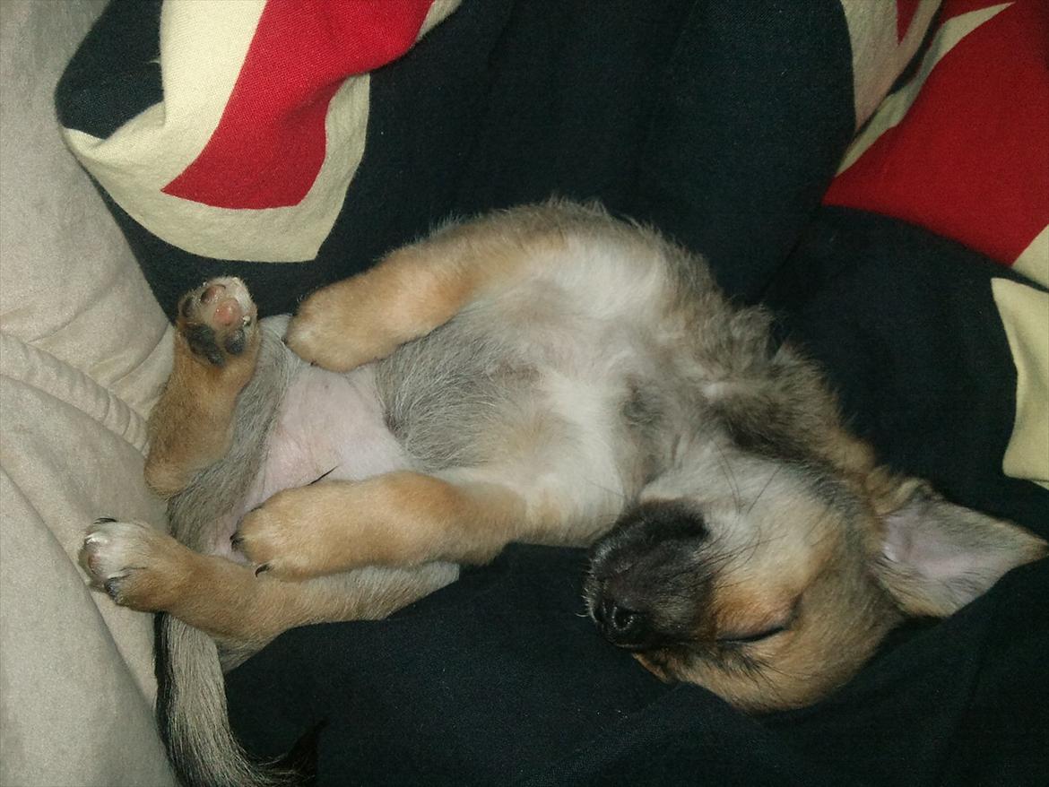 Blanding af racer Chihuahua/Pomeranian Holly (Holsen) - min mor og far synes jeg sover på nogle sjove måder :) synes i andre også det??  billede 13