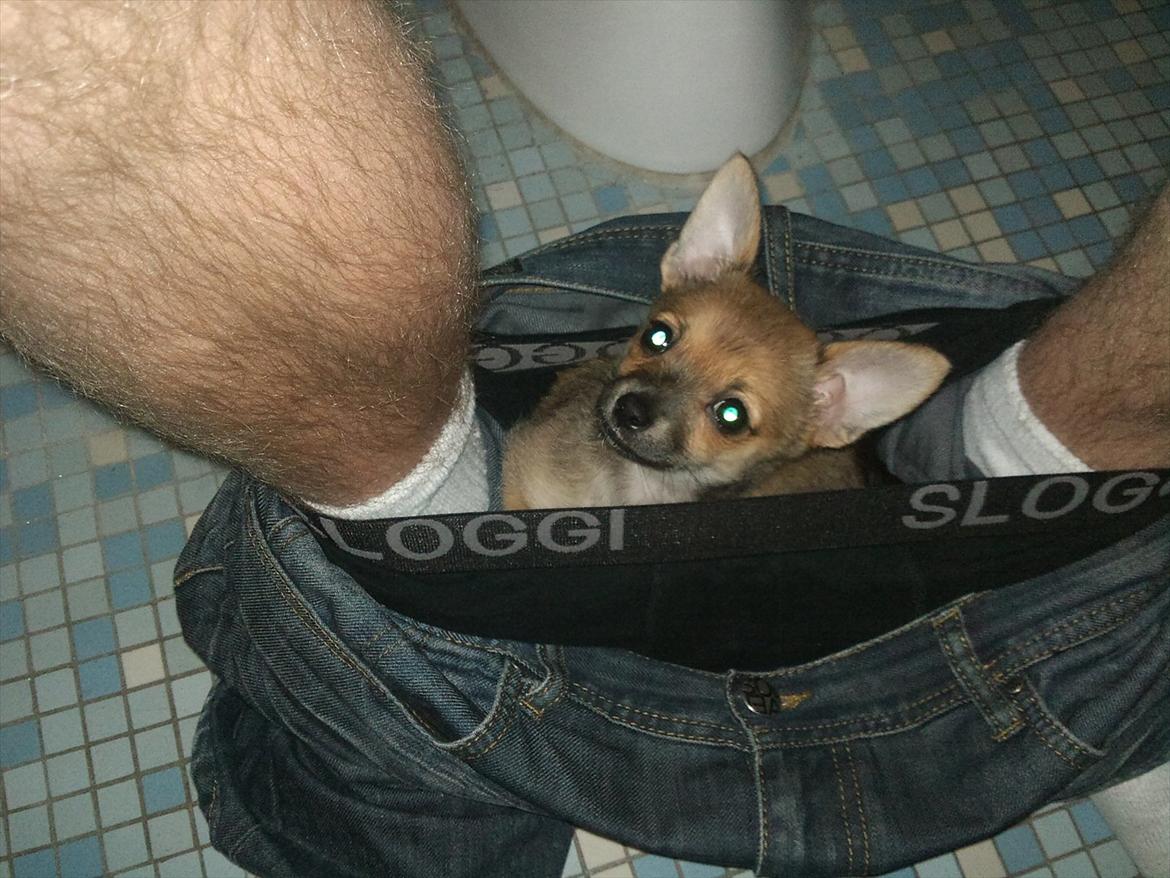 Blanding af racer Chihuahua/Pomeranian Holly (Holsen) - syntes det var lidt synd for min far at han skulle sidde helt alene ude på badeværelset, så jeg ville lige gå derud og underholde ham + så lå jeg altså også rigtig godt :)   billede 14