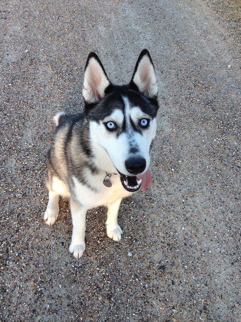 Siberian husky Zizi billede 10