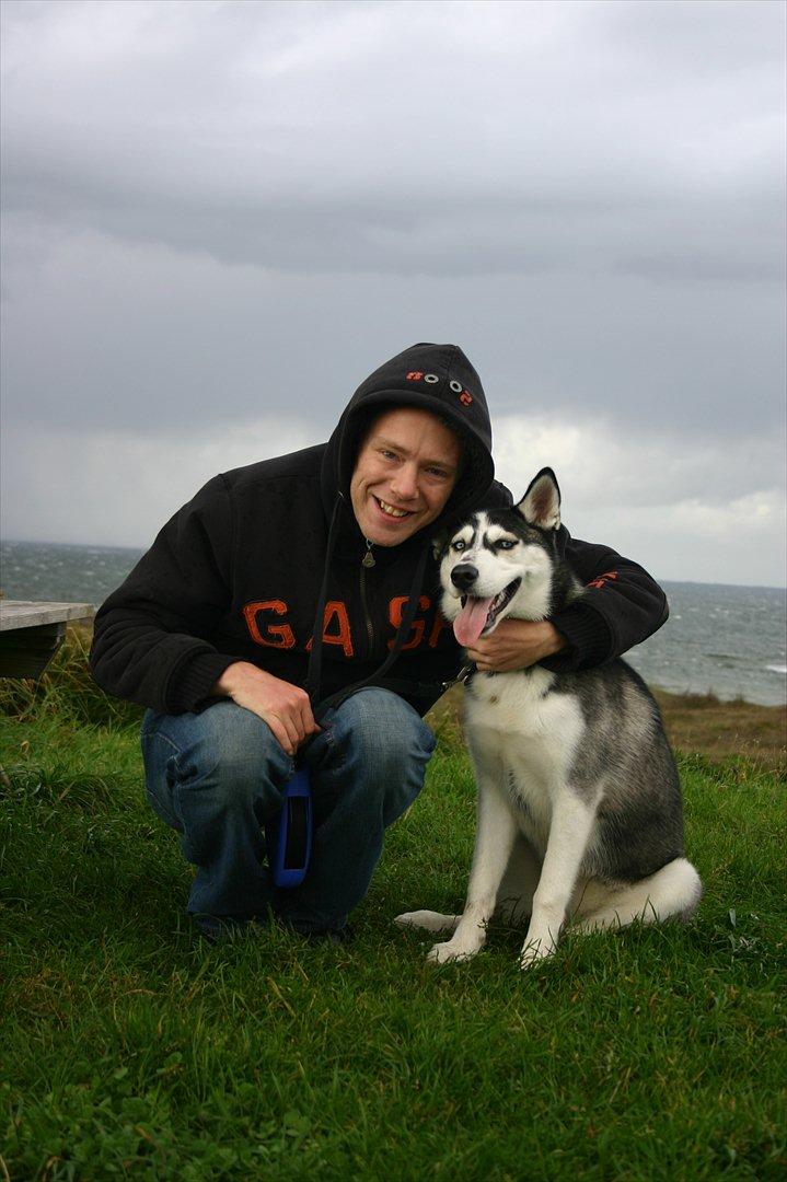 Siberian husky Zizi billede 1