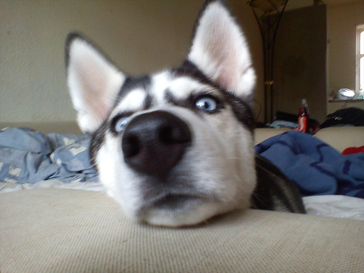 Siberian husky Zizi billede 11