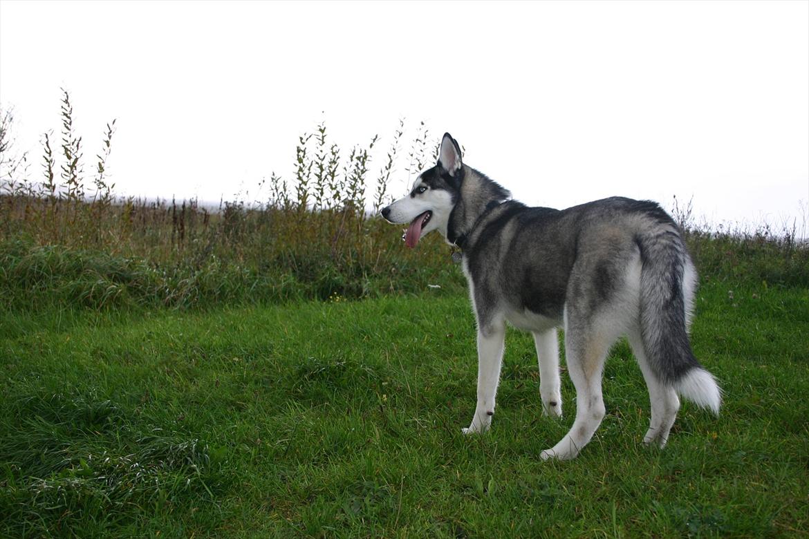 Siberian husky Zizi billede 12