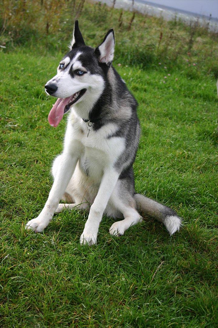 Siberian husky Zizi billede 13