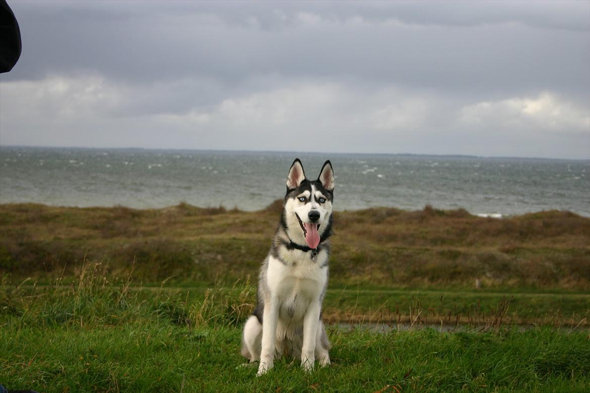 Siberian husky Zizi billede 2