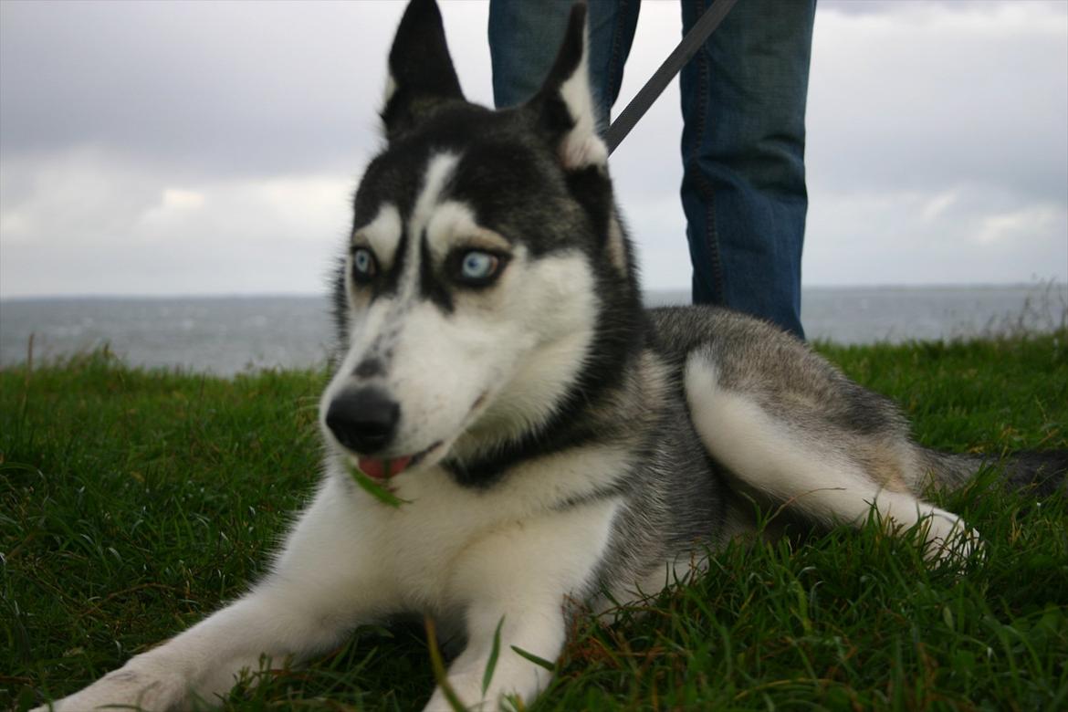 Siberian husky Zizi billede 14