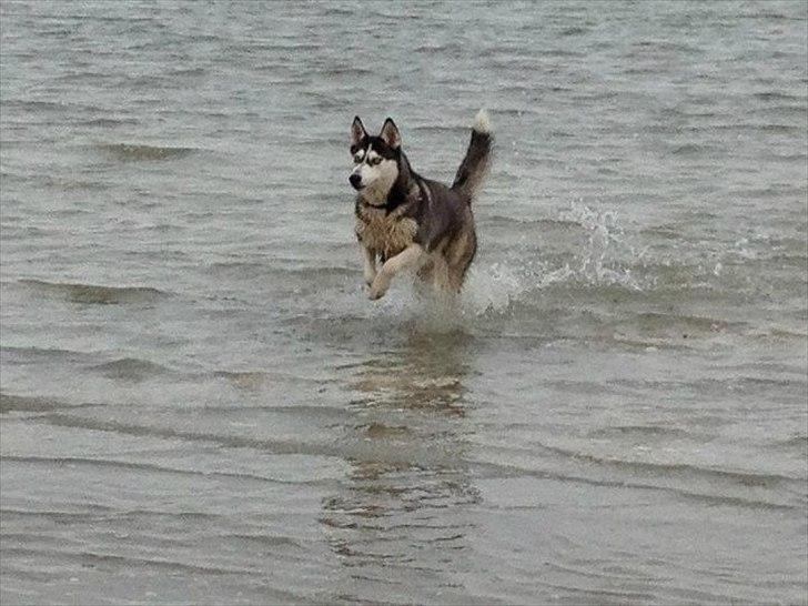 Siberian husky Zizi billede 15