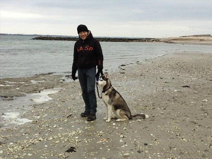 Siberian husky Zizi billede 16