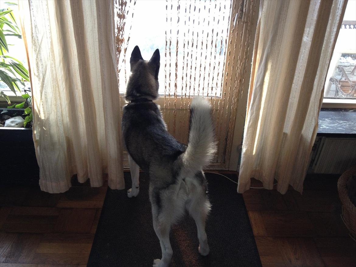 Siberian husky Zizi billede 17