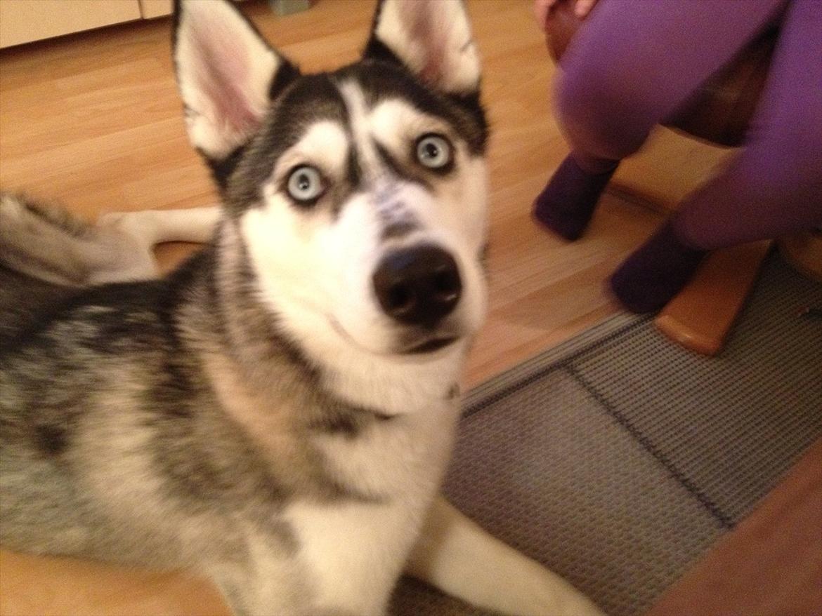 Siberian husky Zizi billede 18