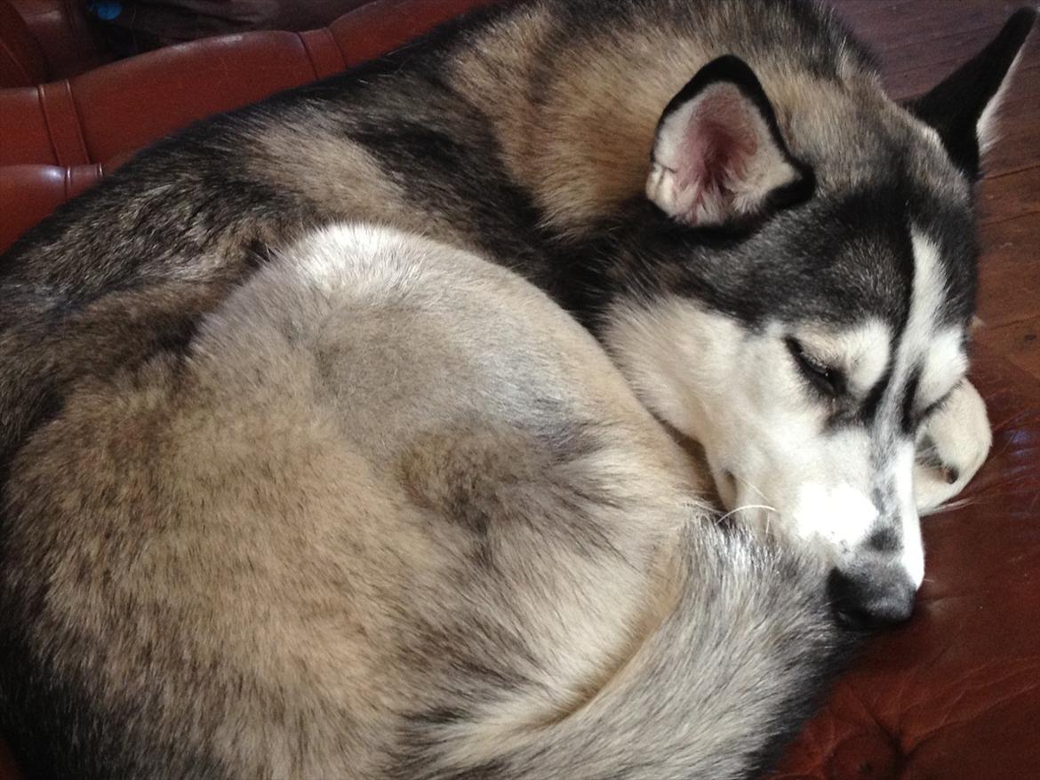 Siberian husky Zizi billede 19