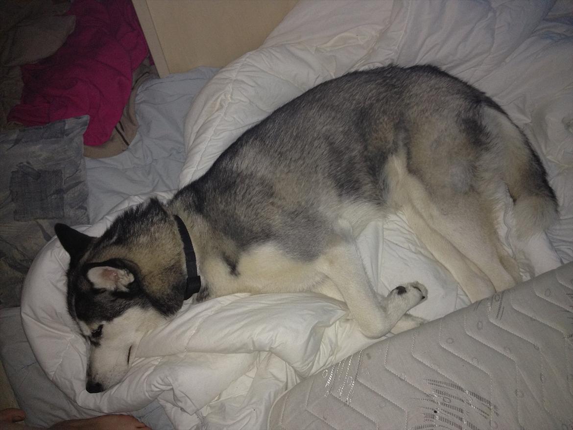 Siberian husky Zizi billede 20