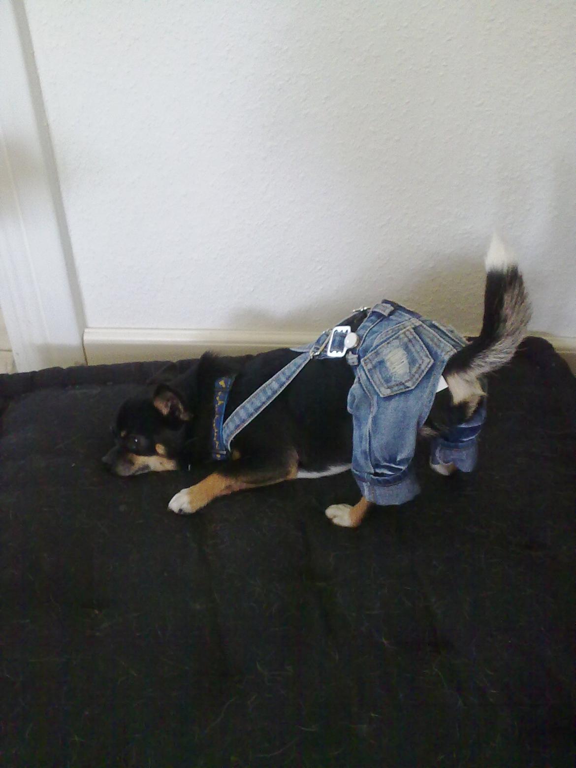 Chihuahua Maistro billede 1