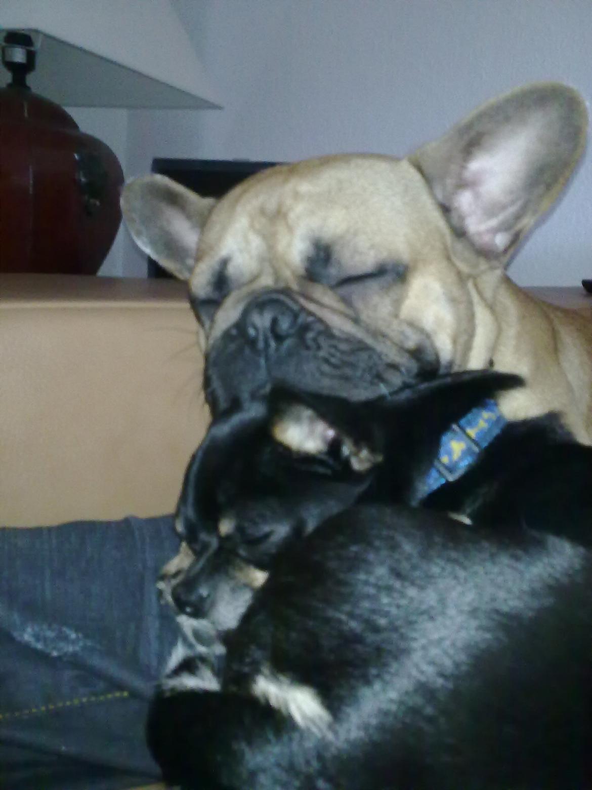 Chihuahua Maistro billede 2