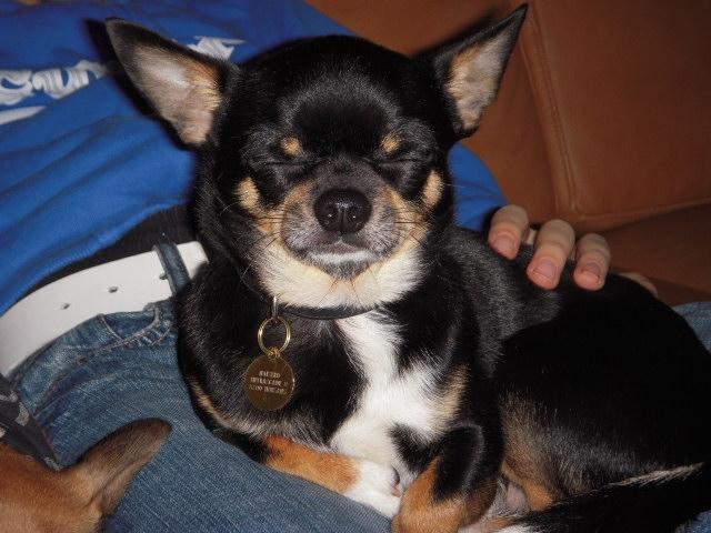 Chihuahua Maistro billede 3