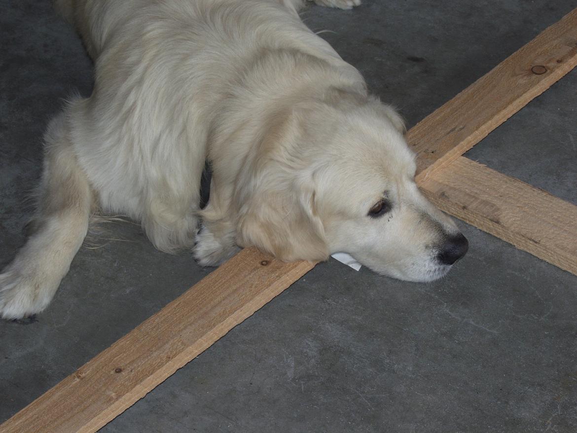 Golden retriever Valter - Han går kun lige til kanten billede 1