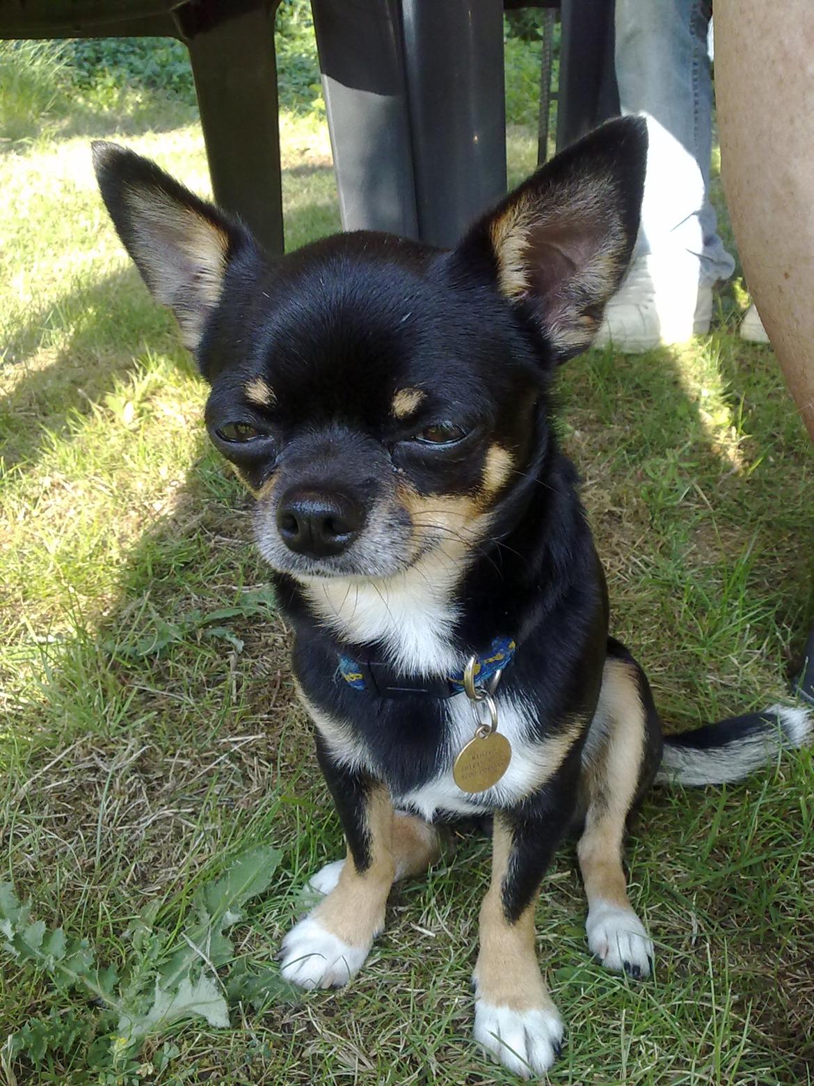 Chihuahua Maistro billede 4