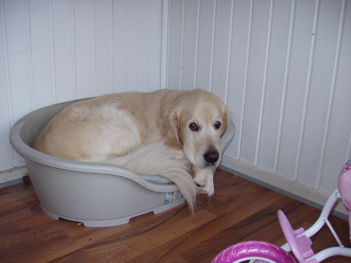 Golden retriever Valter - Hygger lidt for mig selv billede 2
