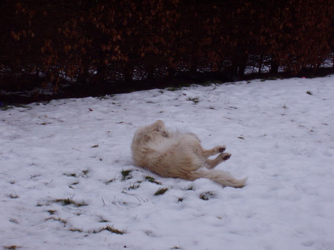 Golden retriever Valter - Jeg elsker sne billede 3