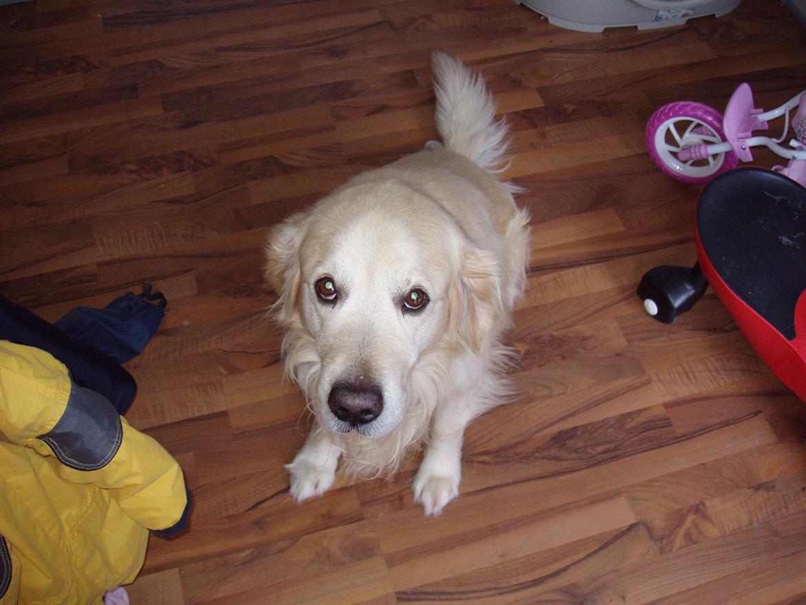 Golden retriever Valter - Jeg er dygtig billede 4