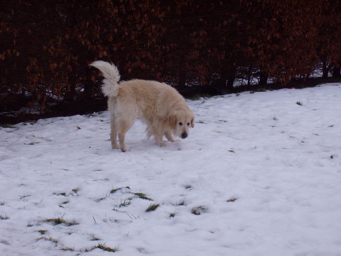 Golden retriever Valter - jubiii snee billede 5