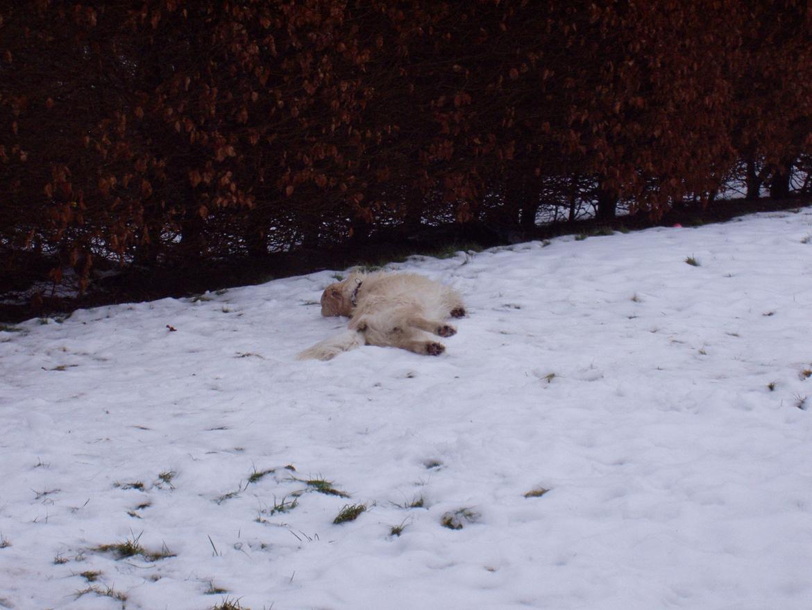 Golden retriever Valter - århh dejligt billede 6