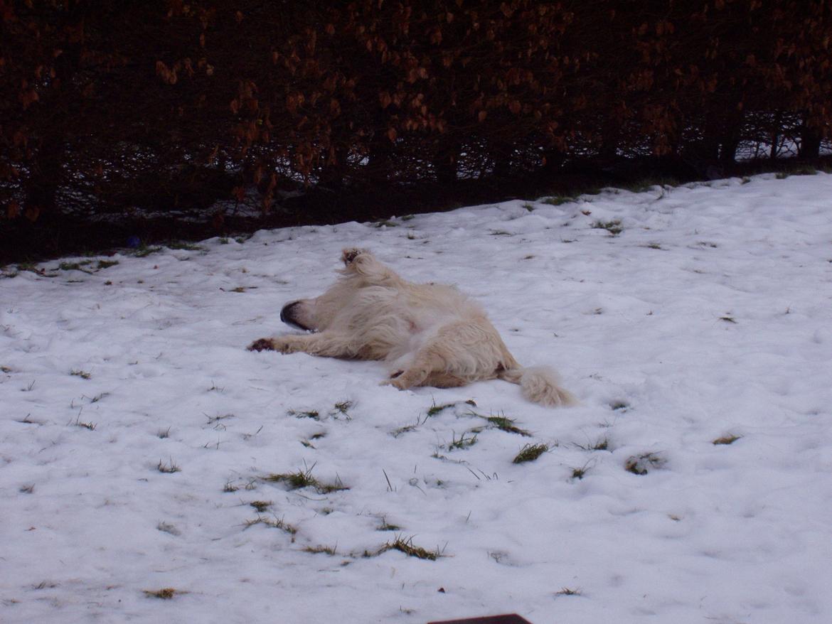 Golden retriever Valter - Jeg kan ikke få nok af sne billede 7