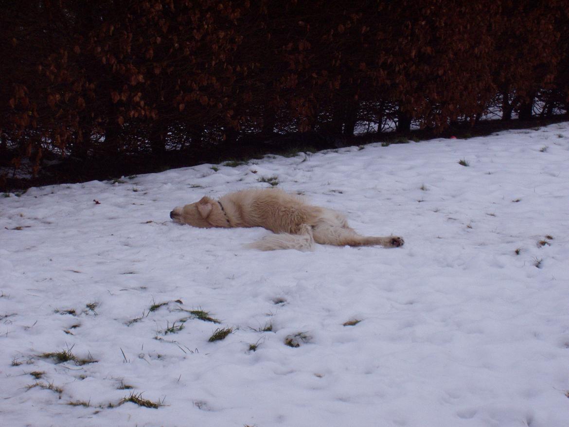Golden retriever Valter - århh så skøøøøøøøøønt billede 8