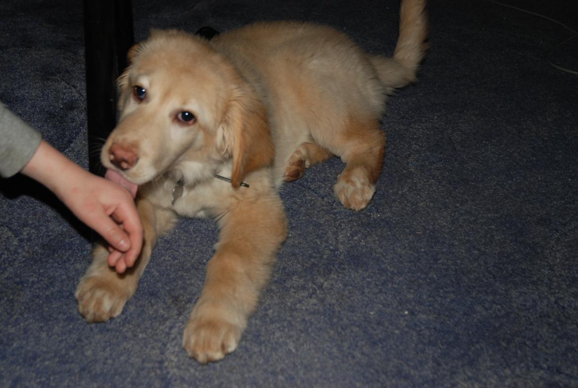 Hovawart Milka - 11 uger billede 15