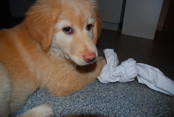 Hovawart Milka - 11 uger billede 16