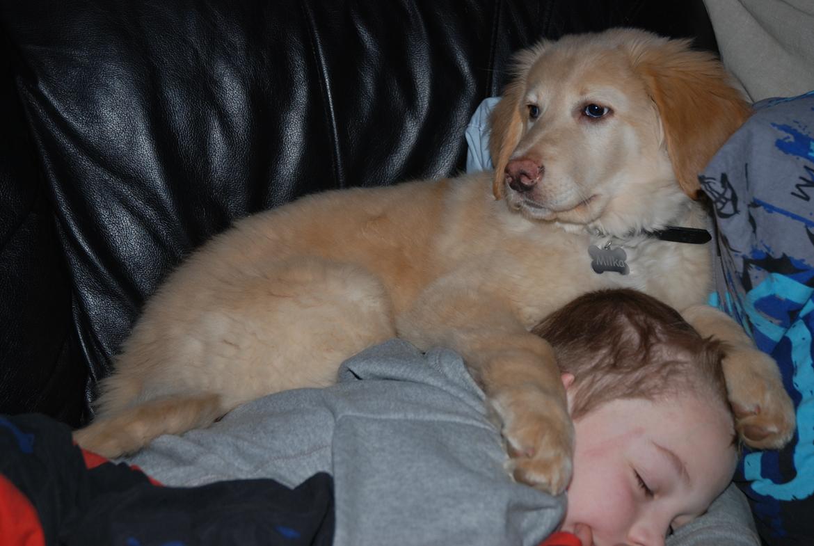 Hovawart Milka - 11 uger billede 14