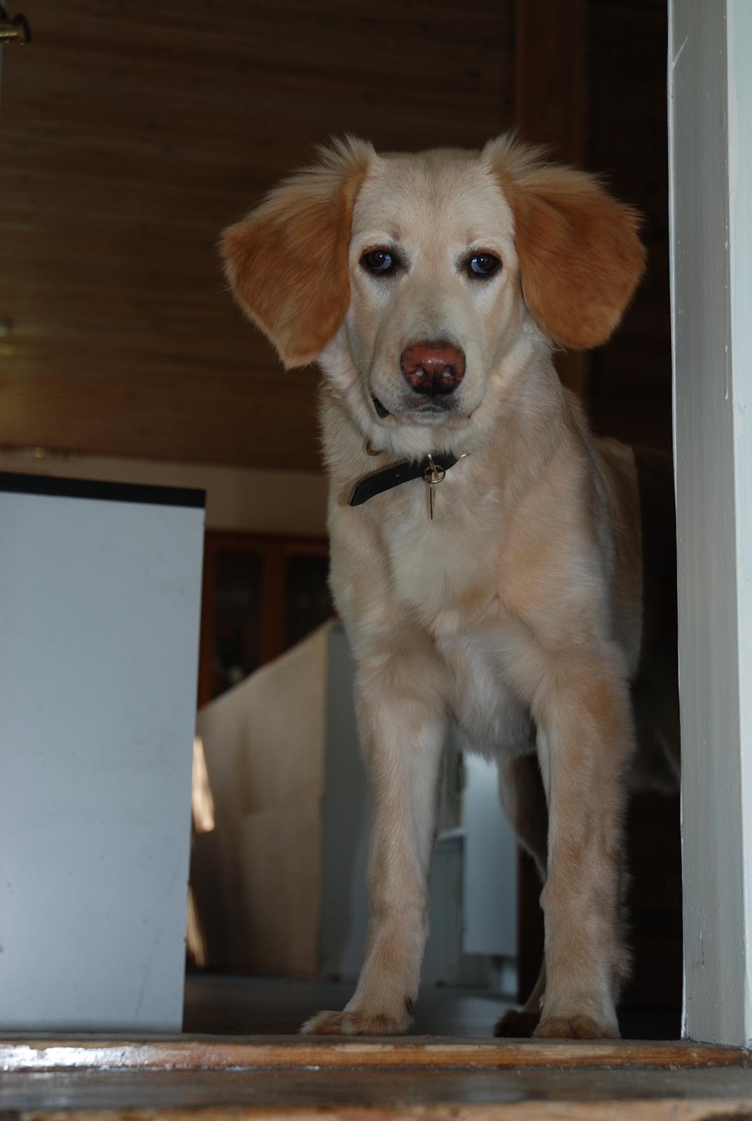 Hovawart Milka - 5 mdr billede 12