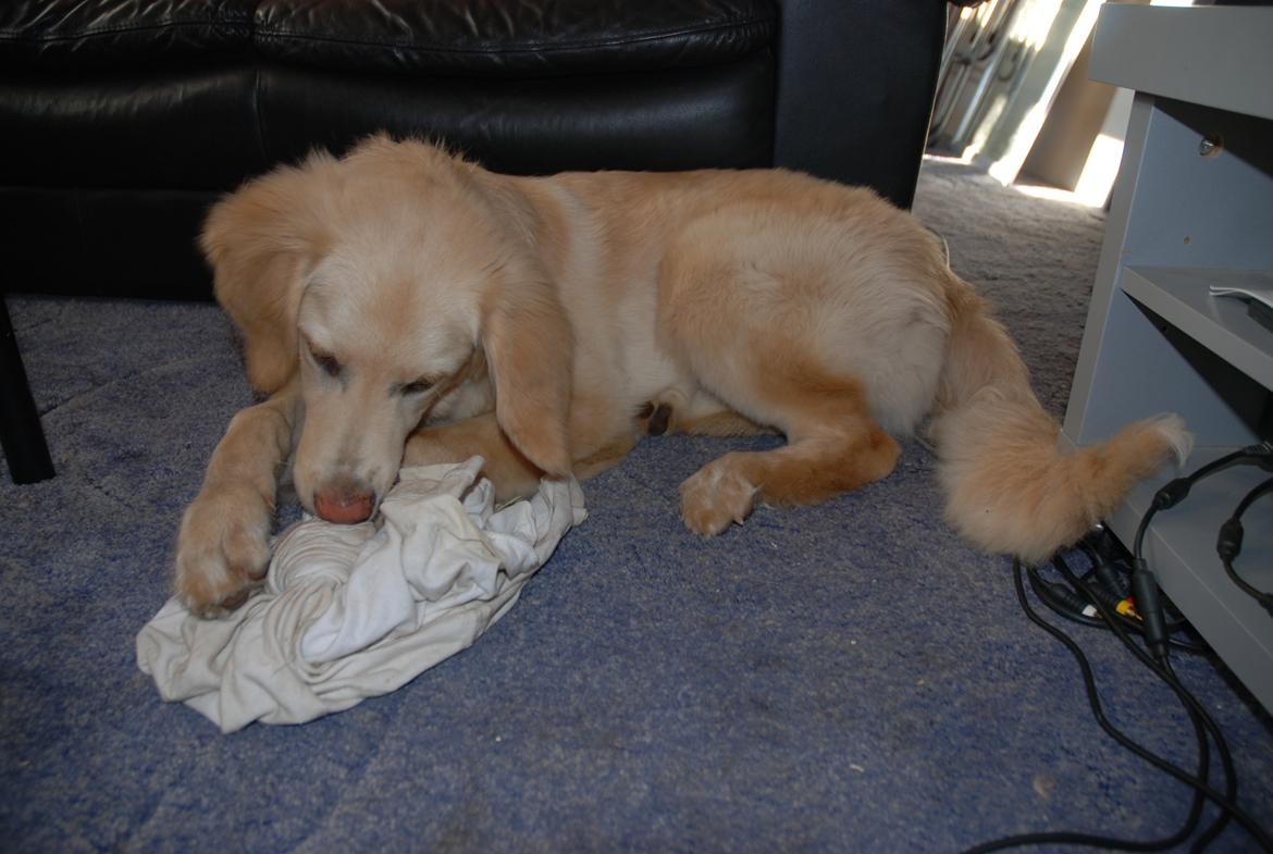 Hovawart Milka - 4 mdr billede 13