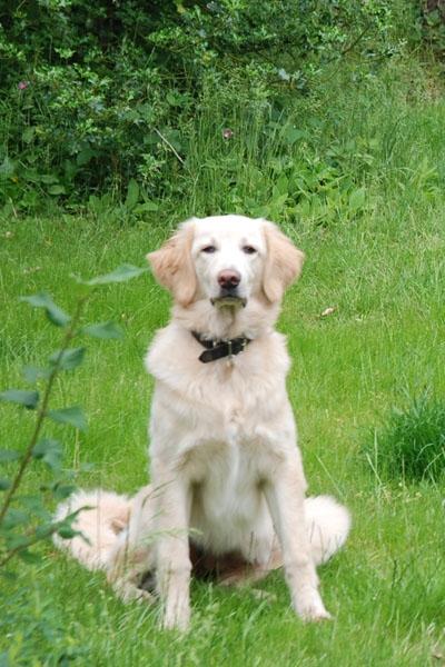 Hovawart Milka - 7 mdr billede 11