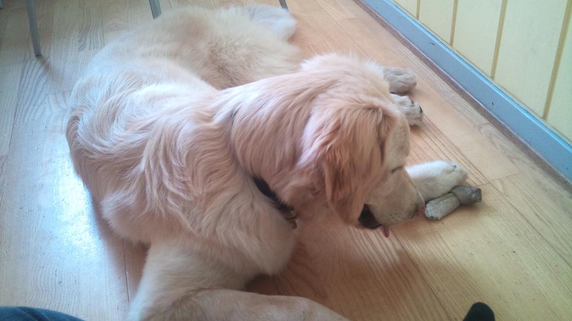 Hovawart Milka - 9 mdr billede 9