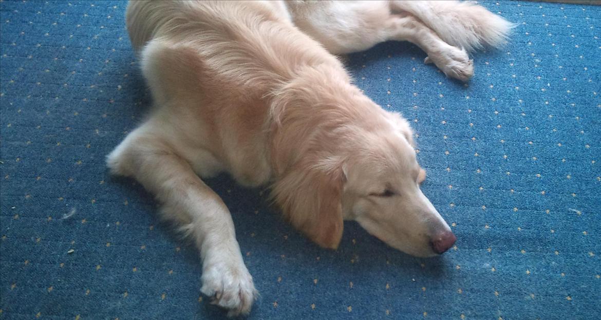 Hovawart Milka - 11 mdr billede 8