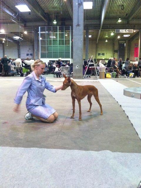 Pharaohound Vaskurs Kixia Qiwidotter - 12/2-2012 DKK Fredericia
Pixen 18 måneder billede 14