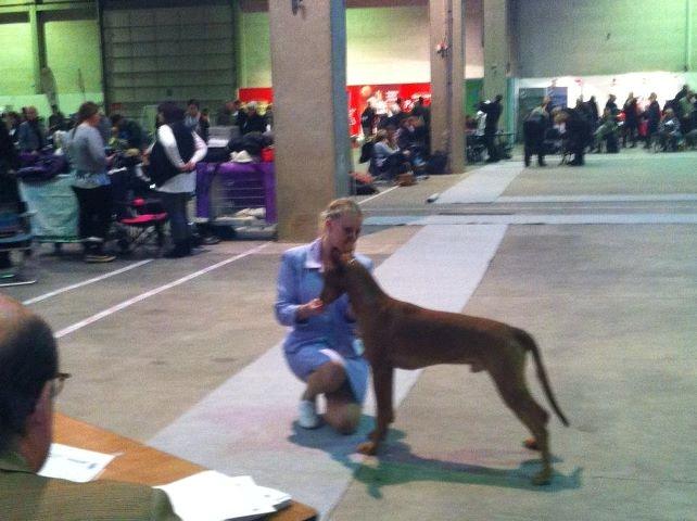 Pharaohound Vaskurs Obelix Qiwison - 12/2-2012 DKK Fredericia
Obelix 18 måneder. billede 20