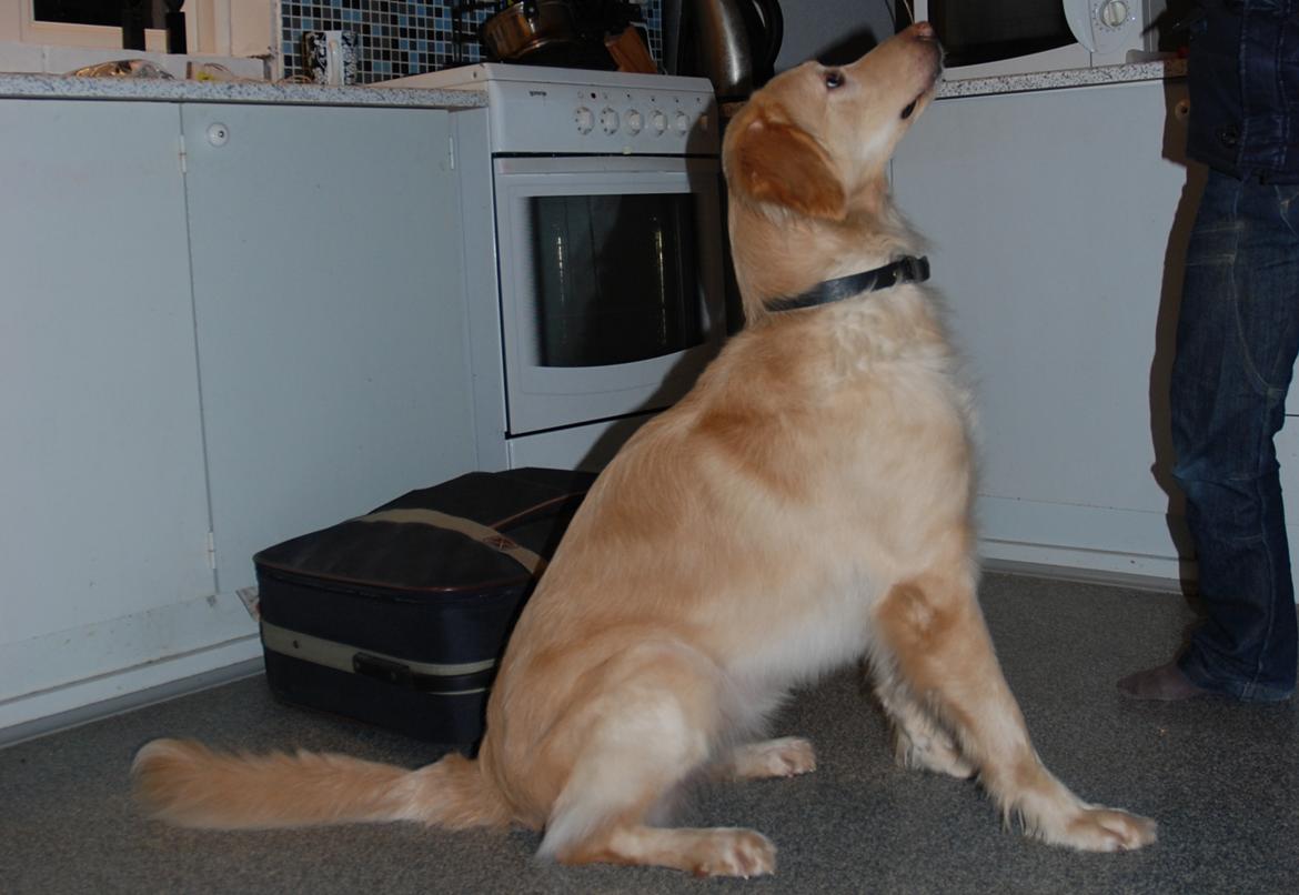 Hovawart Milka - 15 mdr billede 6