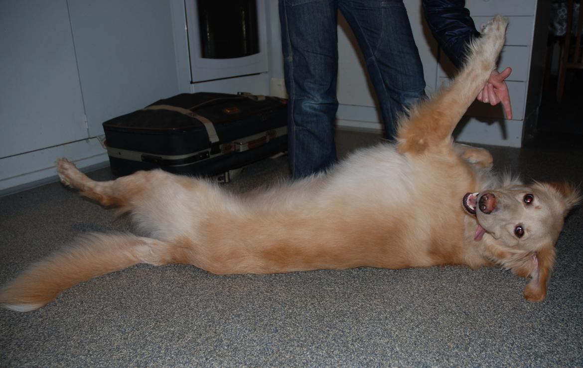 Hovawart Milka - 15 mdr billede 7