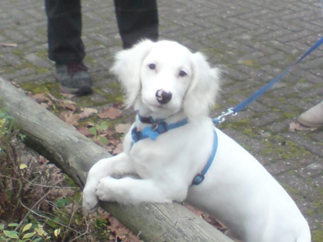 Blanding af racer Nicki *RIP* - Velkommen til Nickis profil :) billede 1