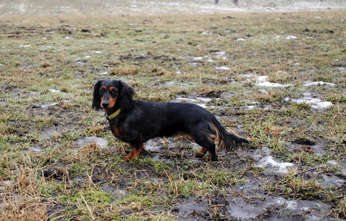 Dværggravhund Sveske - 14 Feb 2012
Fotograf: Mig :) billede 28