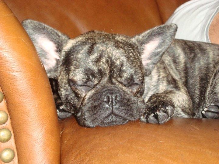 Blanding af racer tøzen billede 11