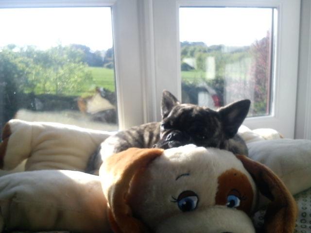 Blanding af racer tøzen billede 13