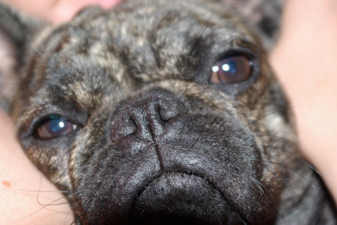 Blanding af racer tøzen billede 14